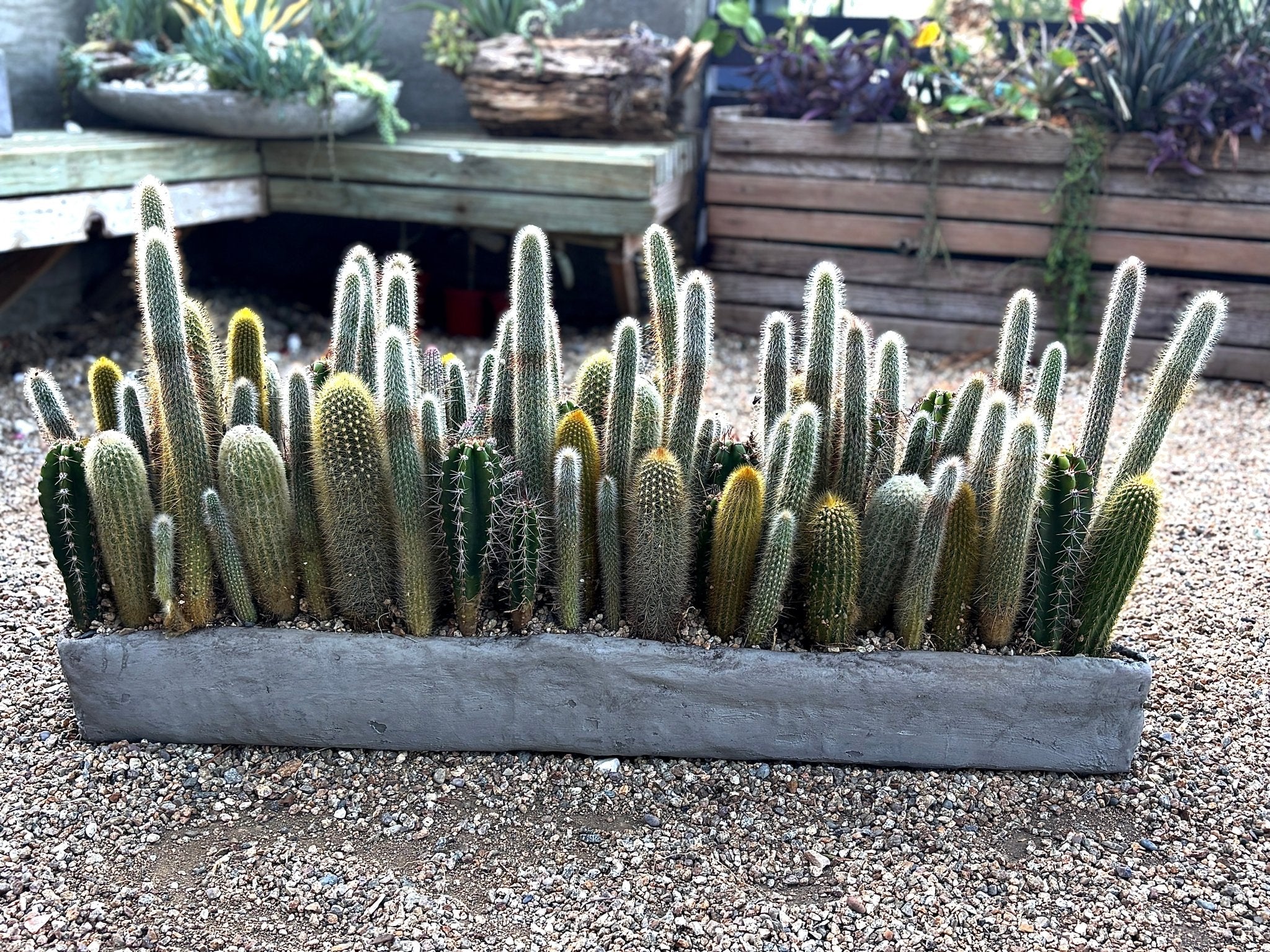 As Summer Heats Up, Here's How to Keep Your Garden Alive - PLANT THIS