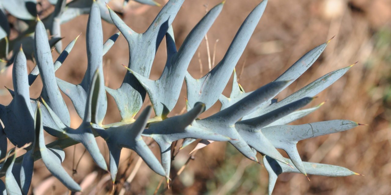 Blue Dwarf Aloe | Care Card - PLANT THIS