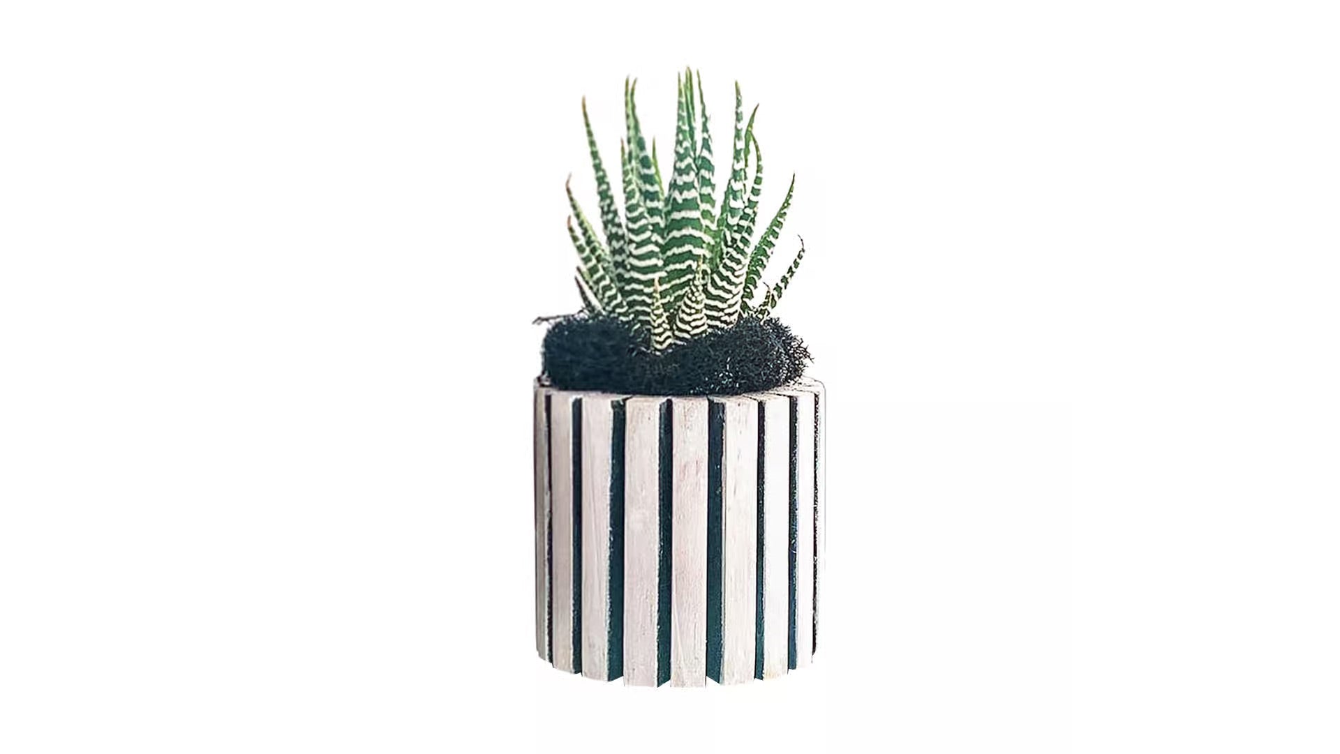 Caring for Your Zebra Succulent: Indoor Watering Tips for Palm Springs - PLANT THIS