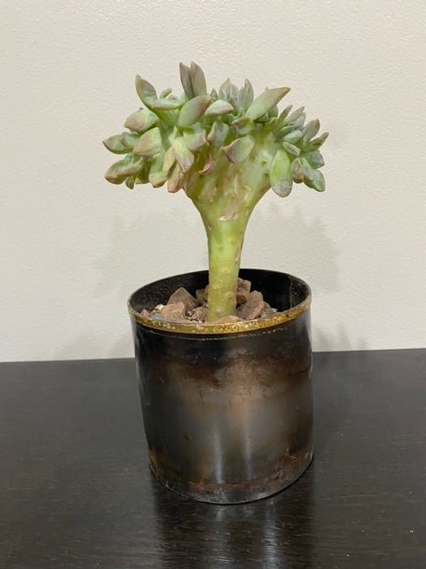 Crested Elegance: Nurturing the Rare Beauty of a Crested Echeveria - PLANT THIS