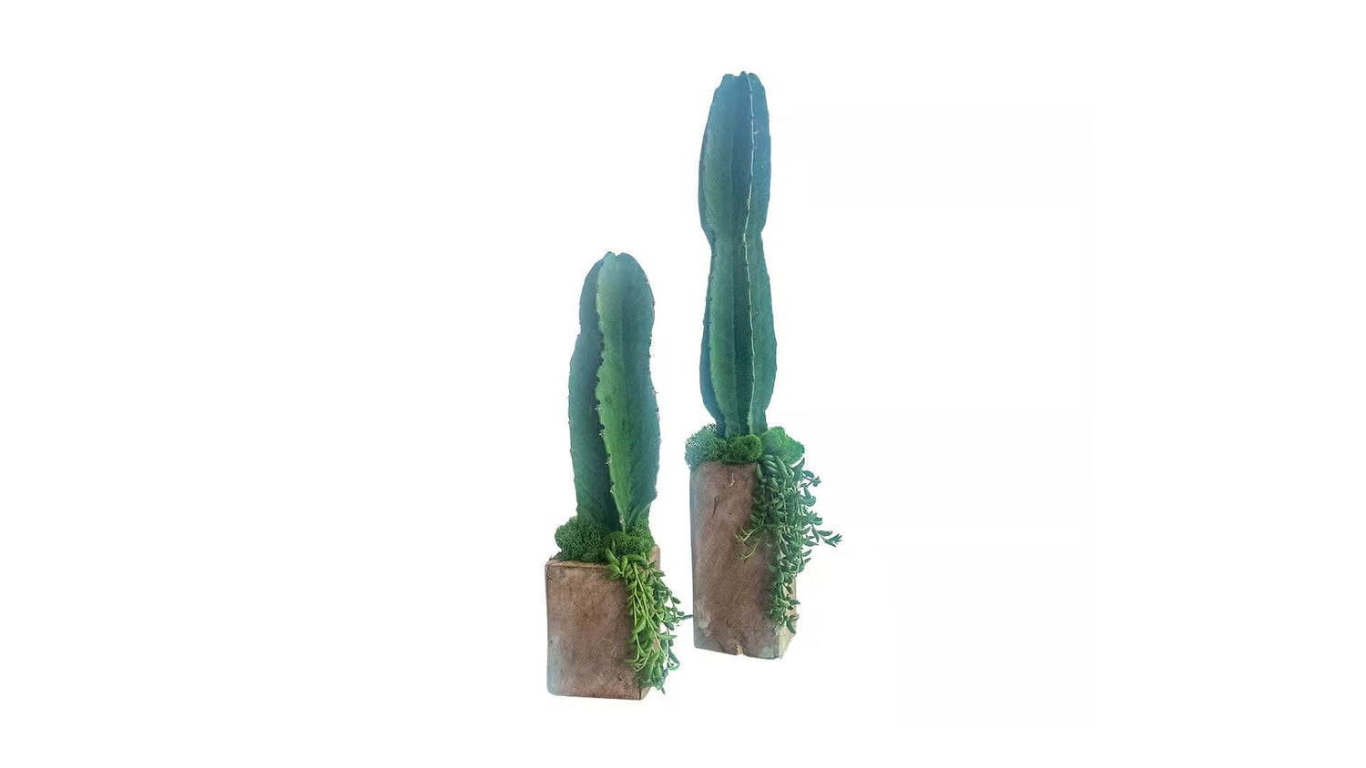Exploring the Desert-Inspired Cereus Cactus Arm - PLANT THIS