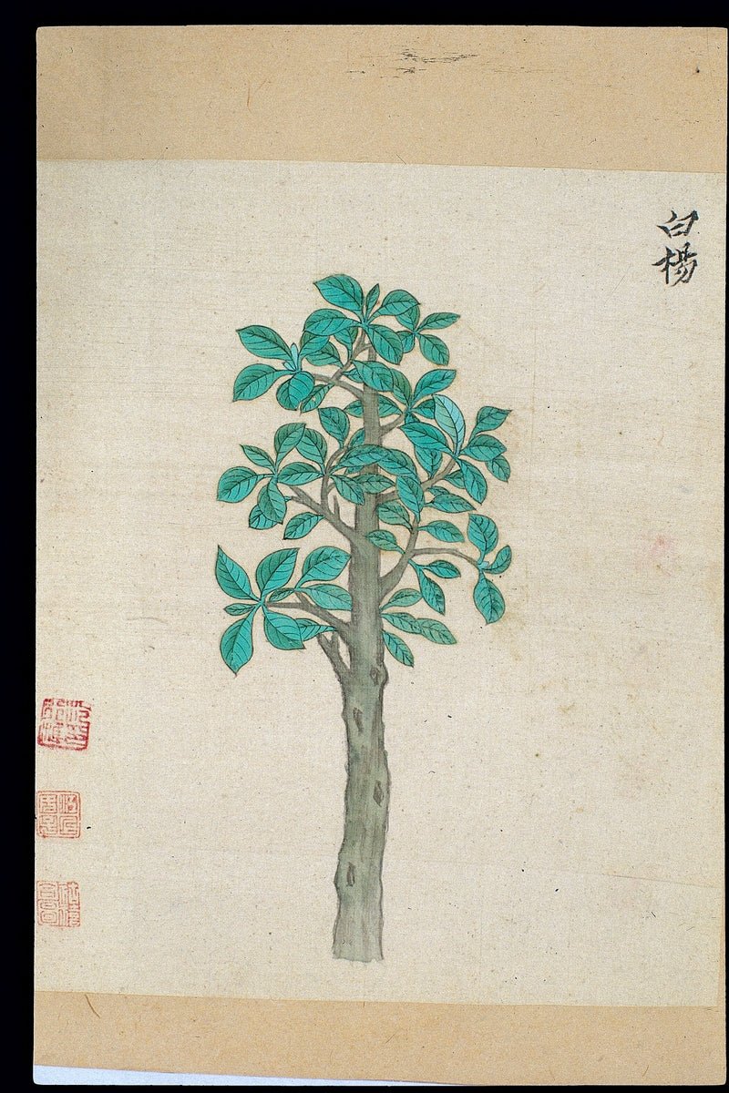 How to Help Your Ming Aralia Settle In and Thrive - PLANT THIS