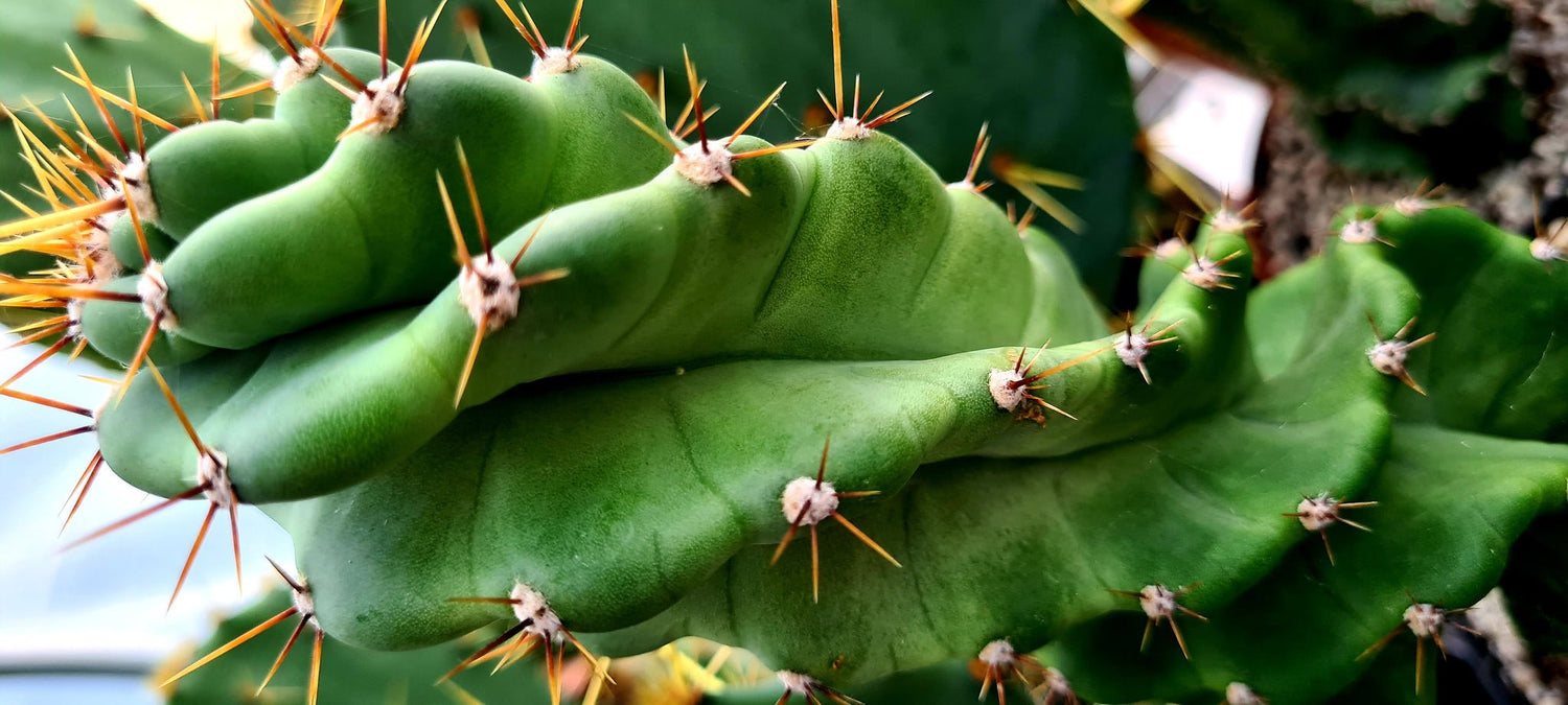 Spiral Cactus Care - PLANT THIS