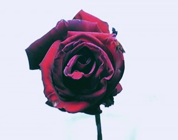 4 Questions to Ask Before Your Next Bouquet: Smart Shopper’s Guide to Sustainable Flowers