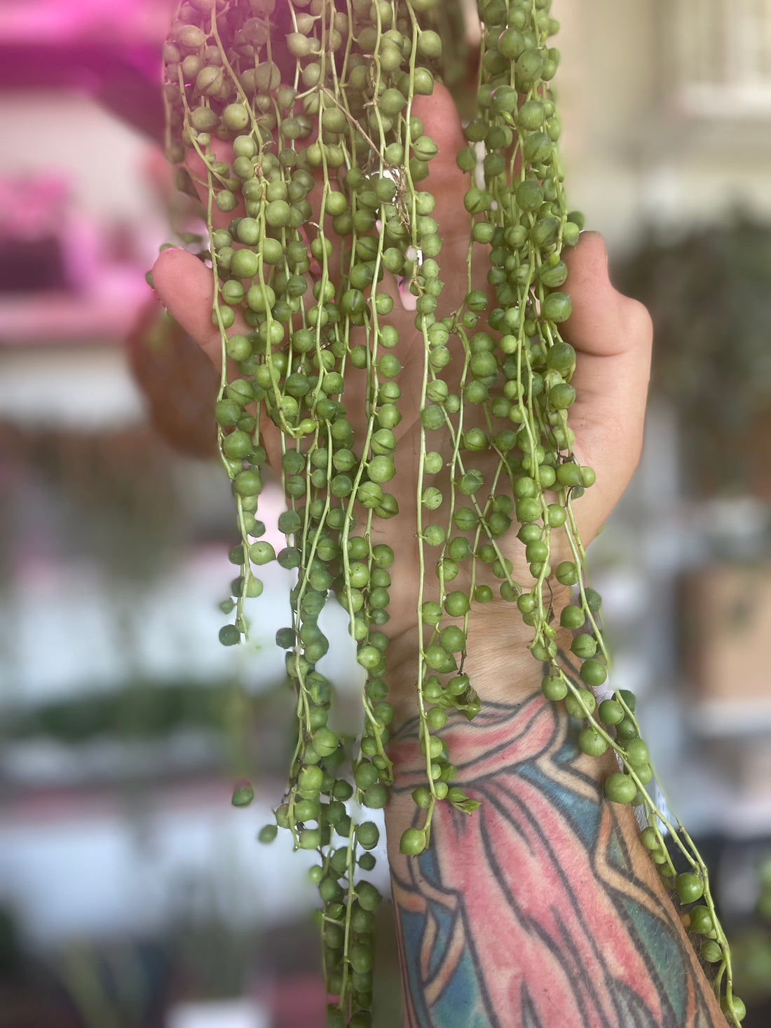 String of Pearls Succulent in Cement Planter for Decor