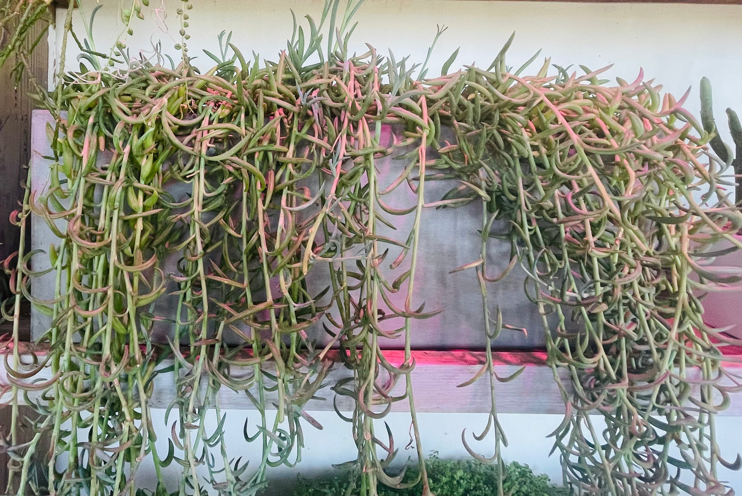 String of Pearls Succulent in Cement Planter for Decor