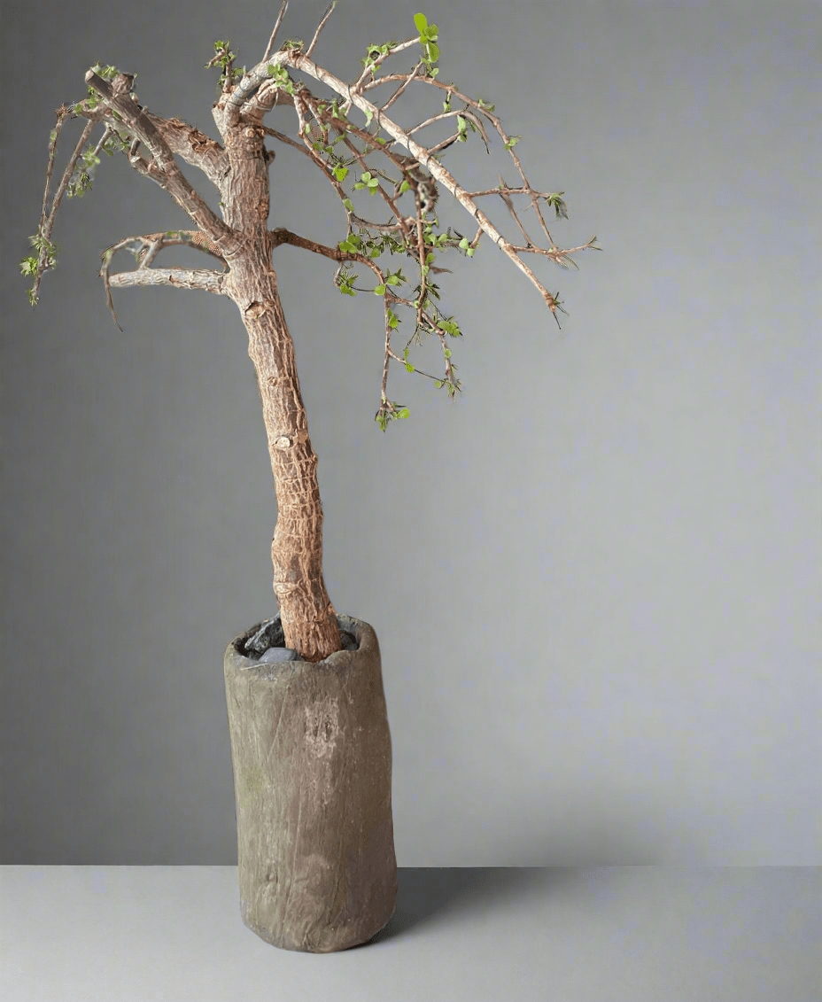 Ancient Elephant Food Bonsai Tree - PLANT THIS