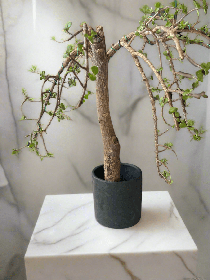 Ancient Elephant Food Bonsai Tree - PLANT THIS