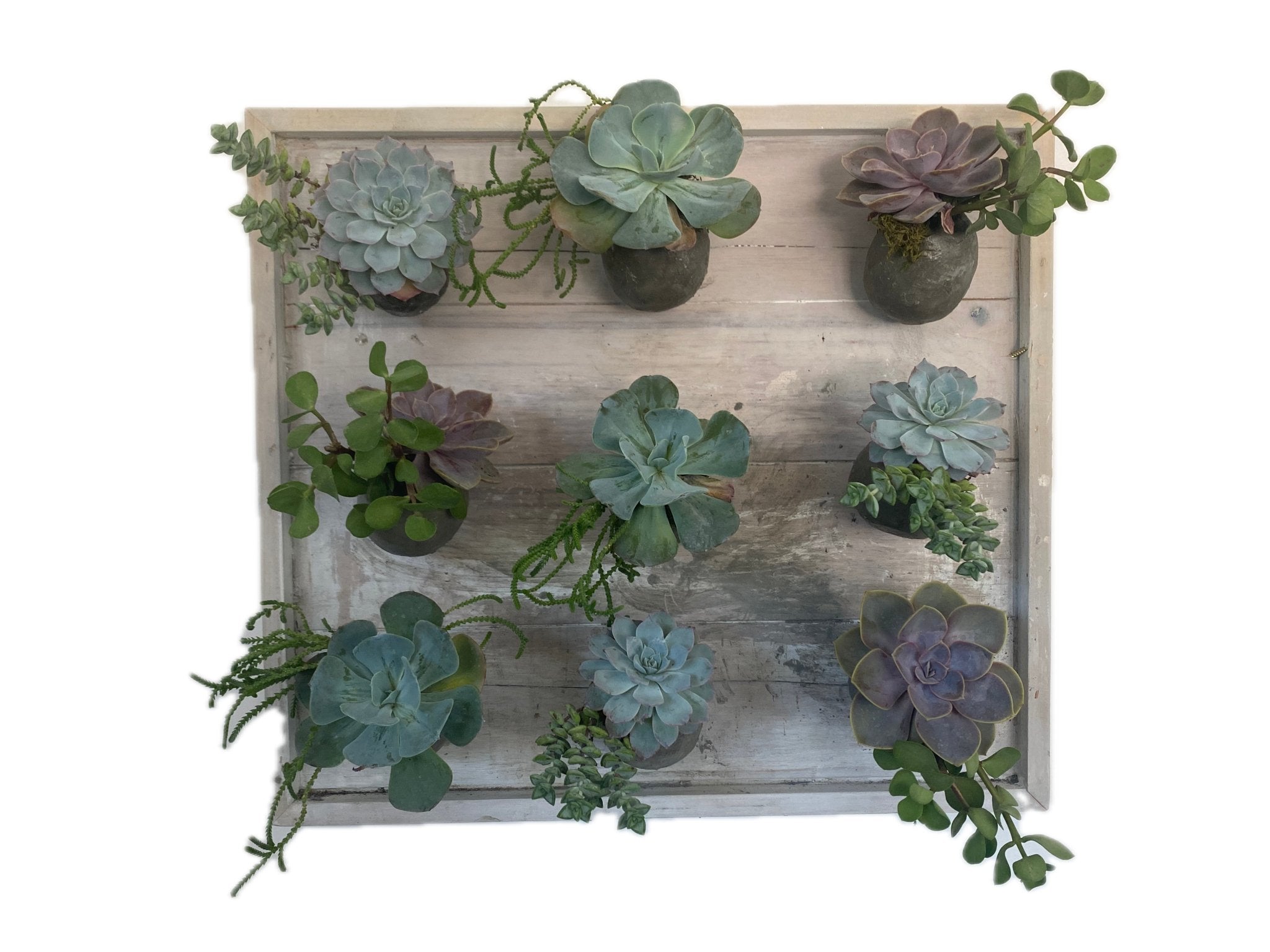 succulent indoor wall garden I Am Abundance - Living Wall Art