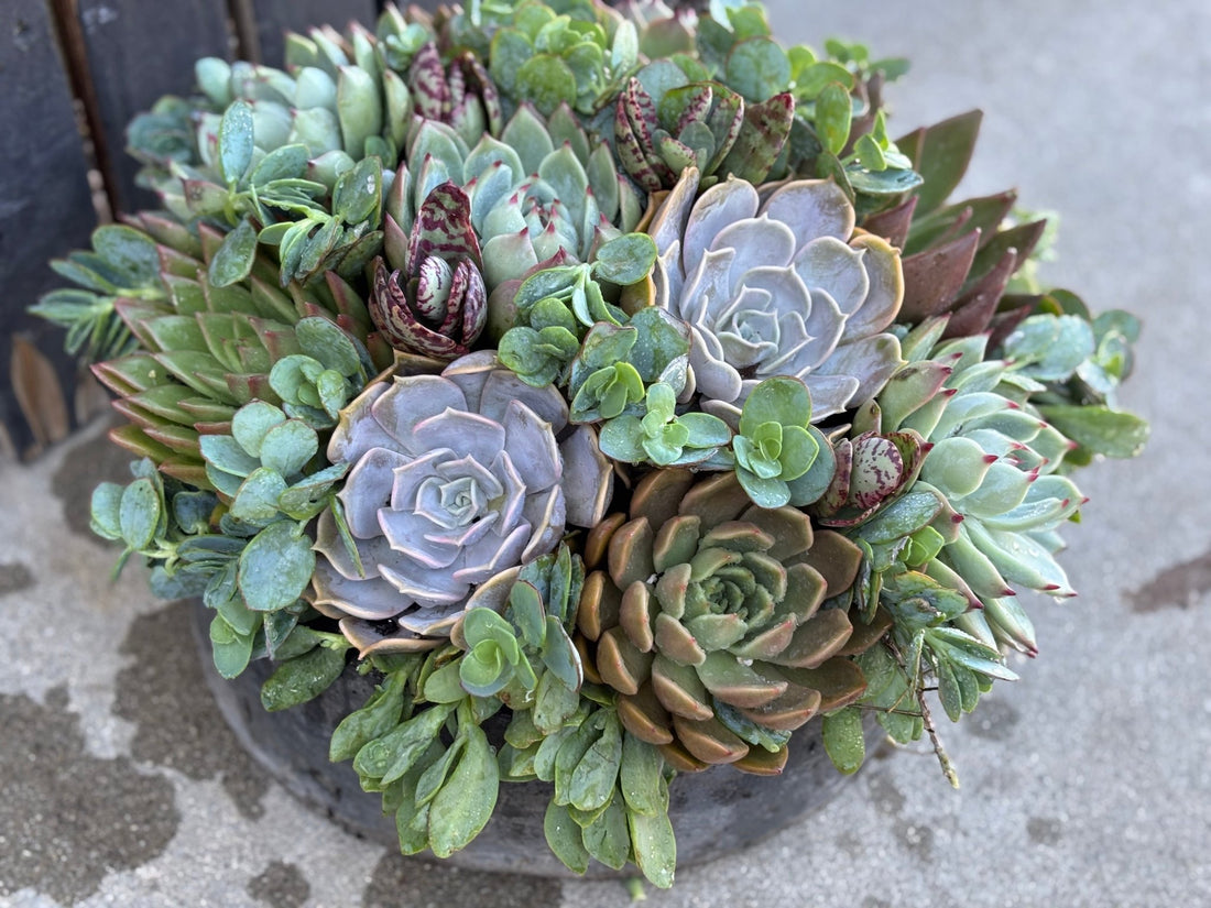Artisan Succulent Bowl in Handmade Cement Bowl - "Grey Gardens" - PLANT THIS
