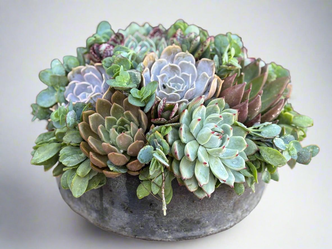 Artisan Succulent Bowl in Handmade Cement Bowl - "Grey Gardens" - PLANT THIS