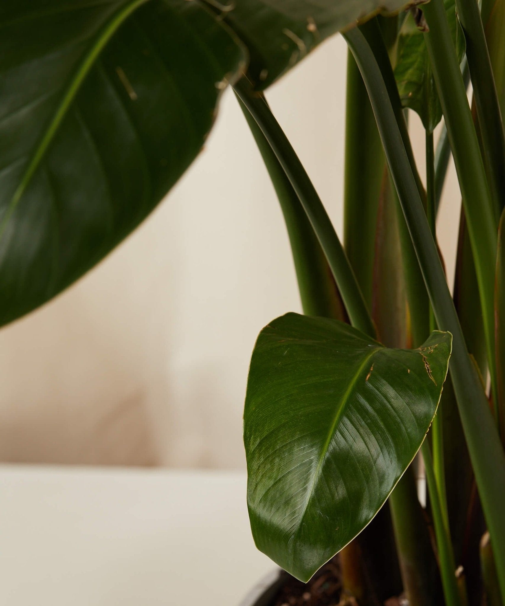 Bird of Paradise LG - PLANT THIS
