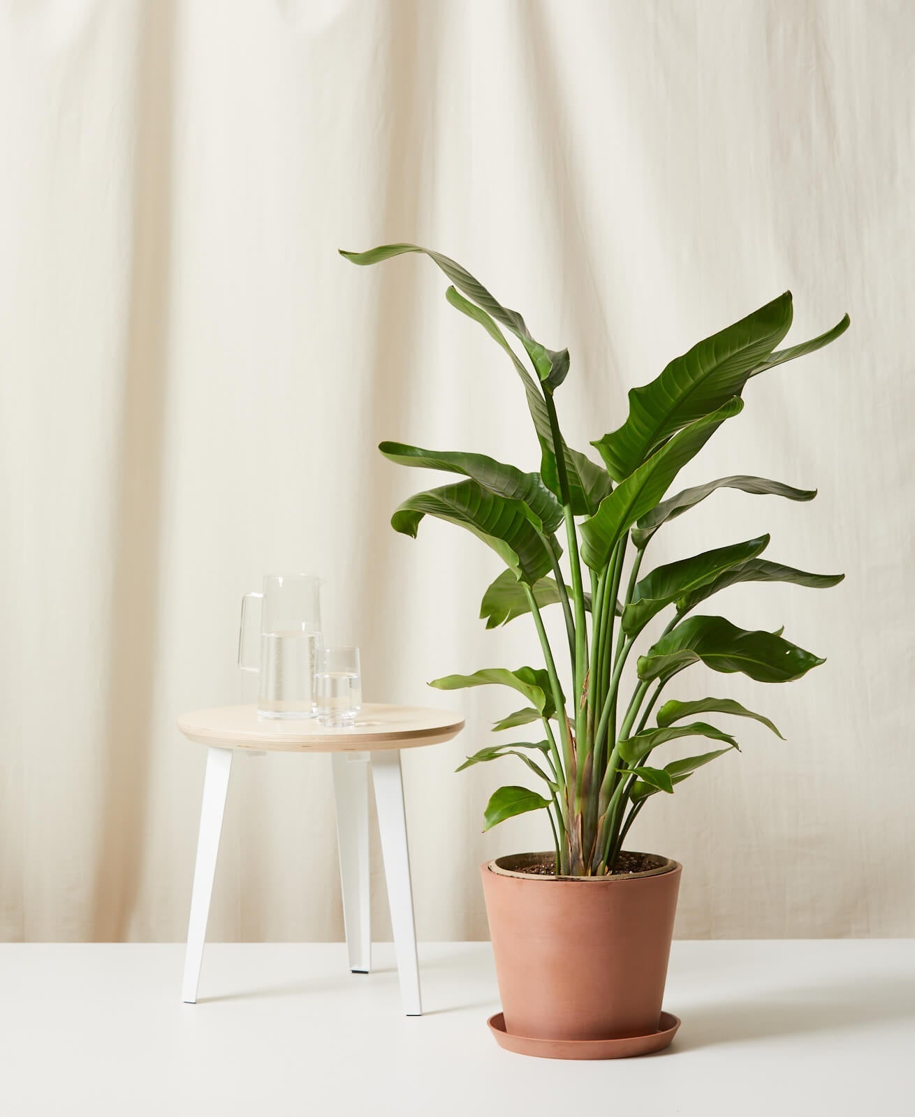 Bird of Paradise LG - PLANT THIS