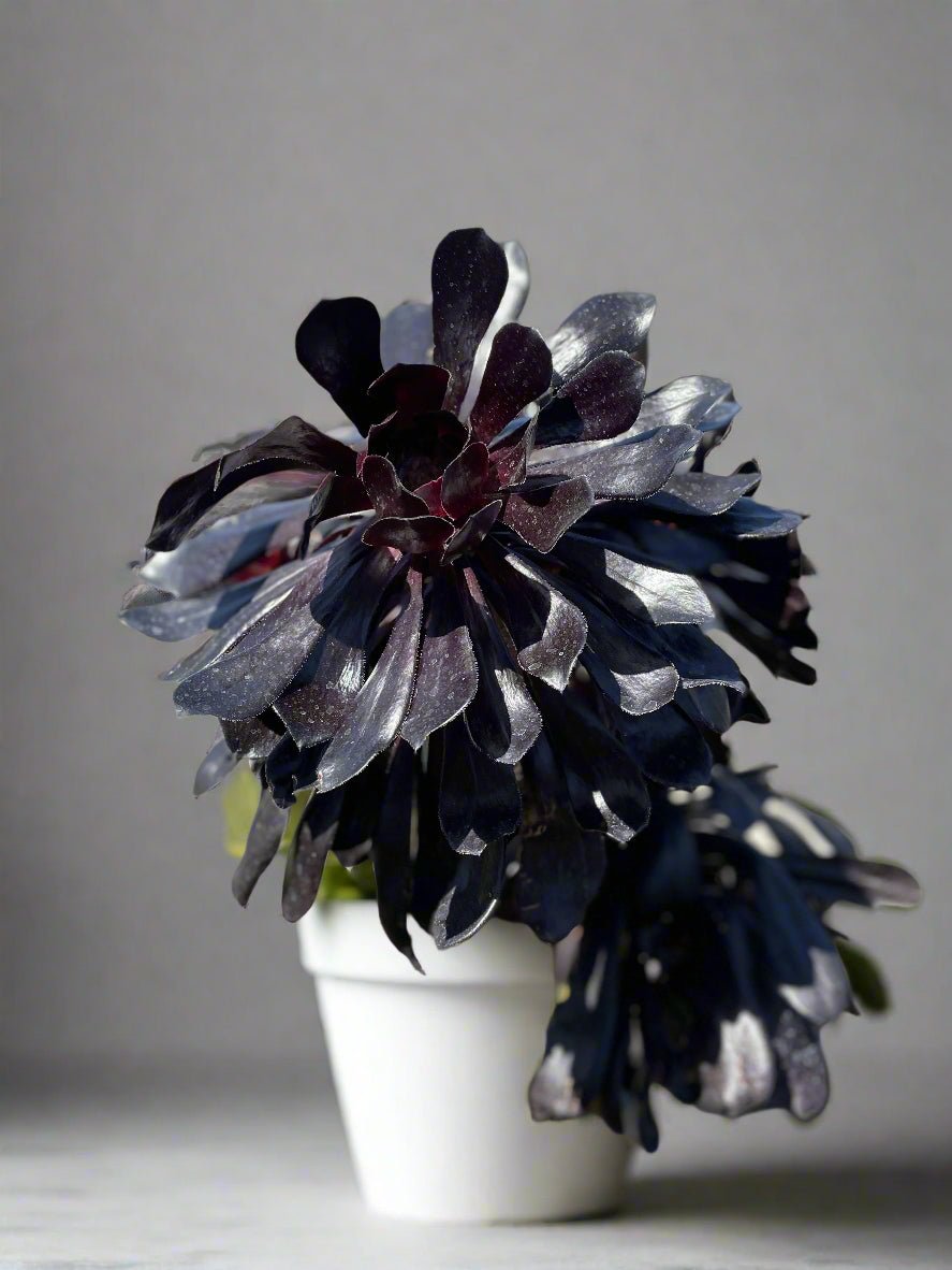 Black Rose Aeonium (Aeonium arboreum âZwartkopâ) - PLANT THIS