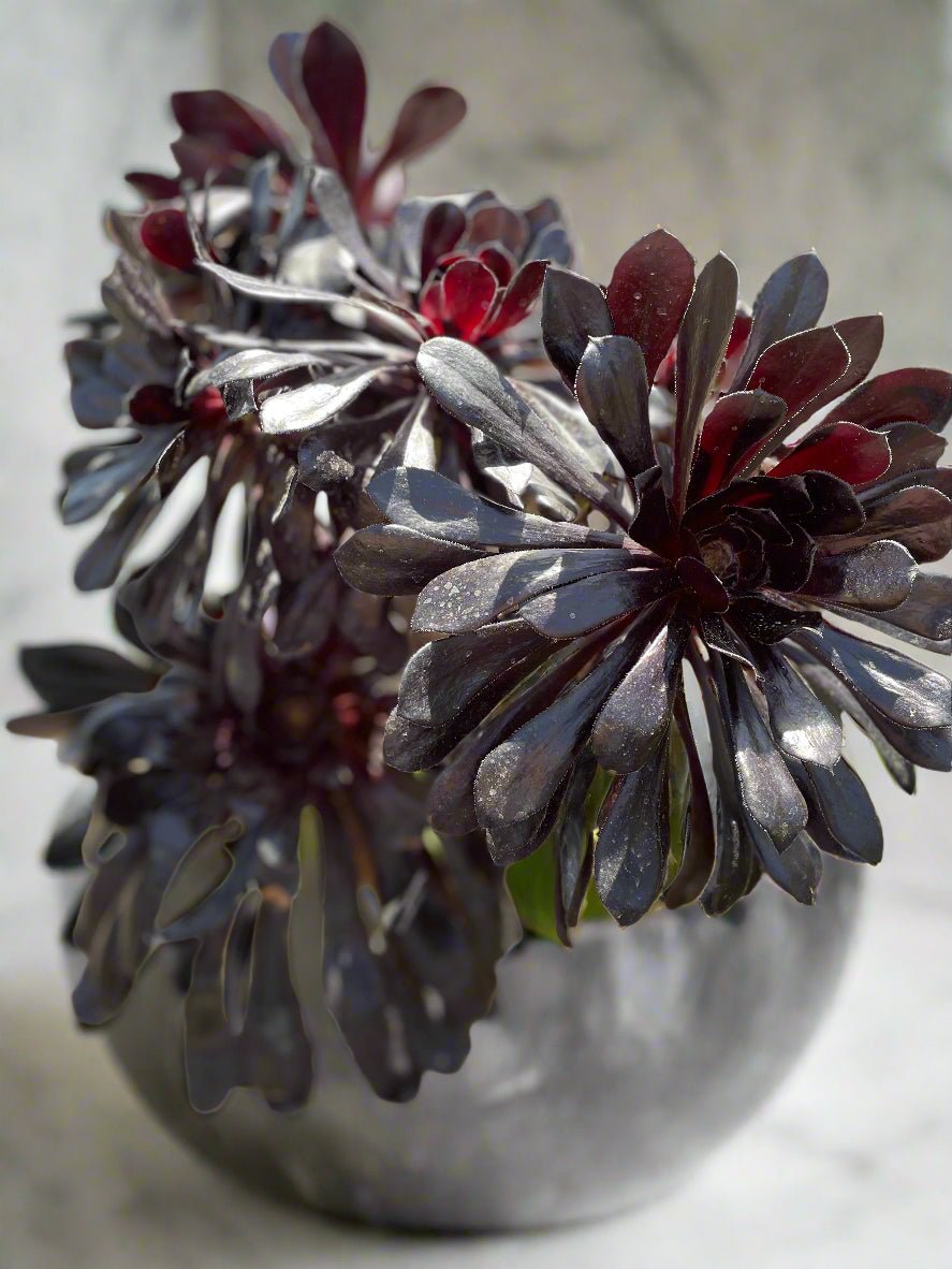 Black Rose Aeonium (Aeonium arboreum ‘Zwartkop’) - PLANT THIS