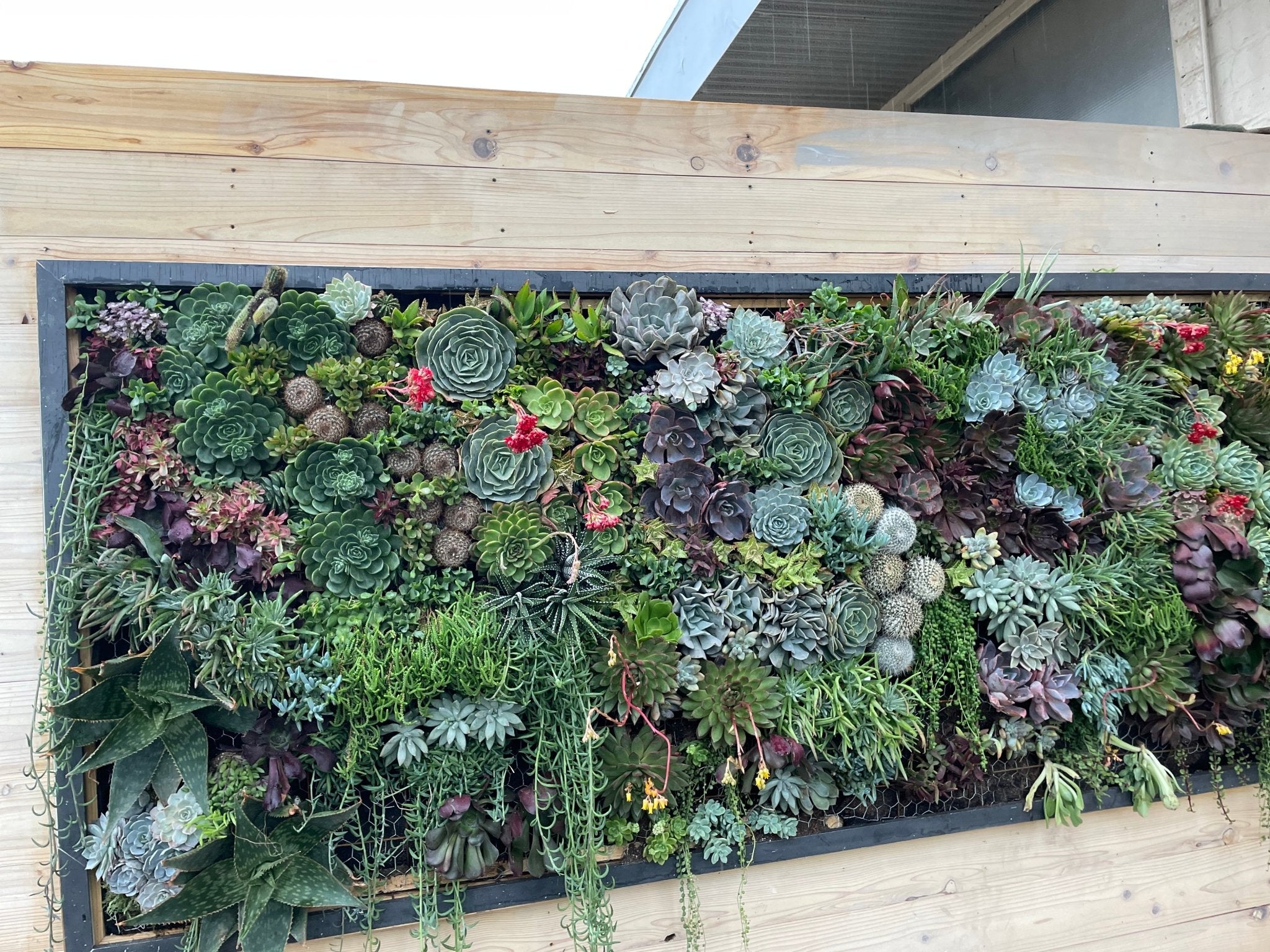 Build a Mini Succulent Wall Garden | Workshop Experience - PLANT THIS