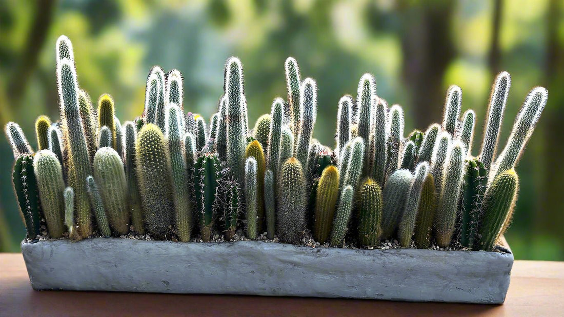 Cactus Metropolis — Emerald Skyline Cactus Collection - PLANT THIS