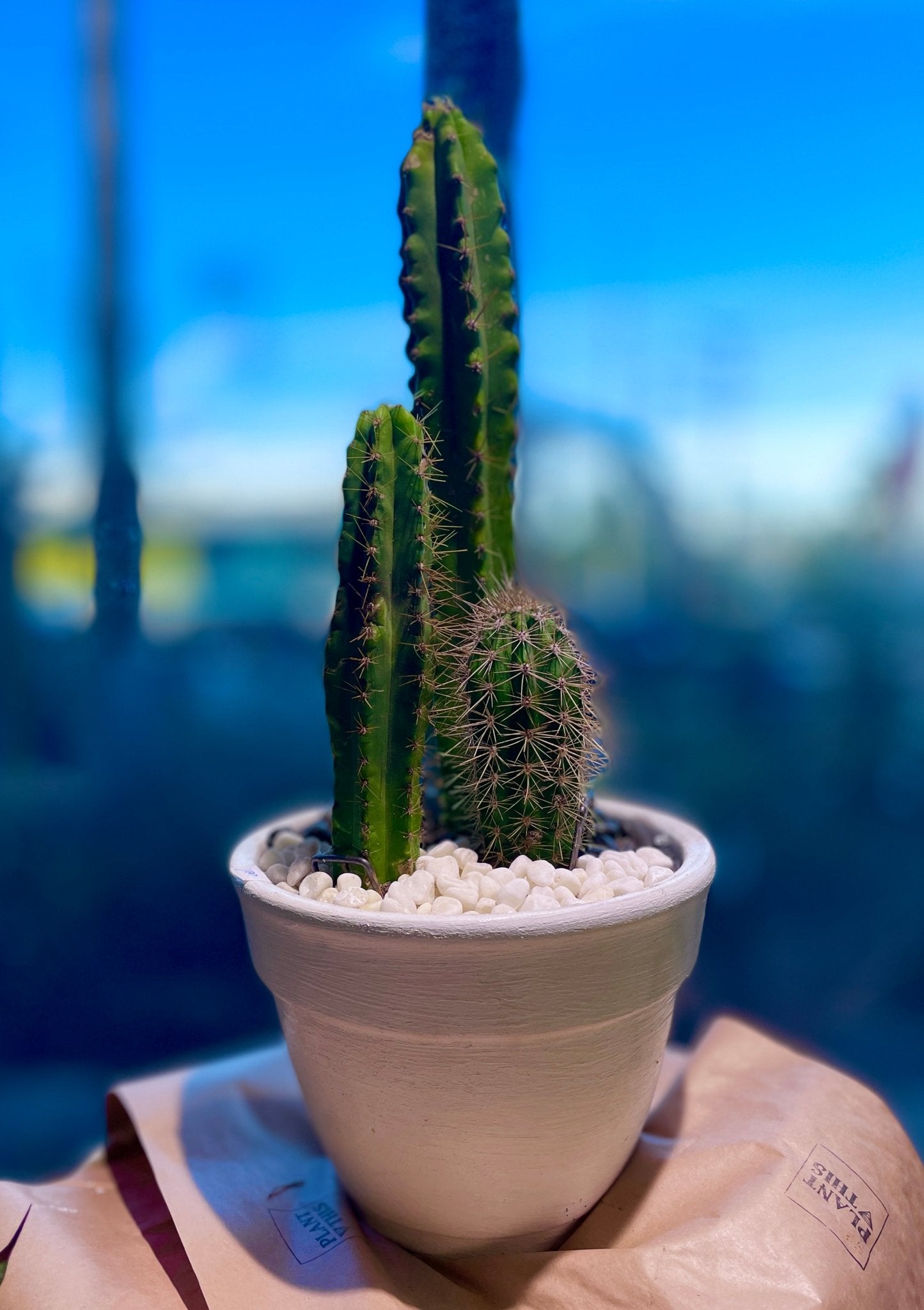 CACTUS THRUPLE™ — I AM CONNECTED - PLANT THIS