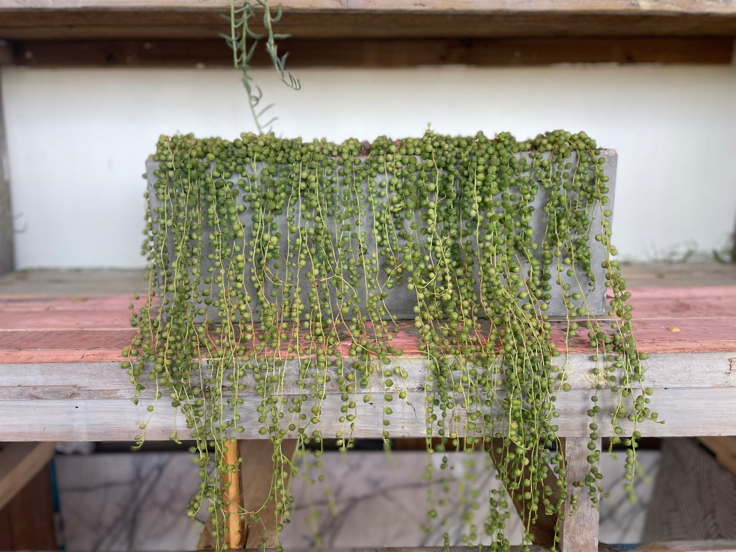 Cascading String of Pearls in Modern Cement Planter - PLANT THIS