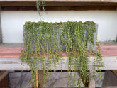 Cascading String of Pearls in Modern Cement Planter - PLANT THIS