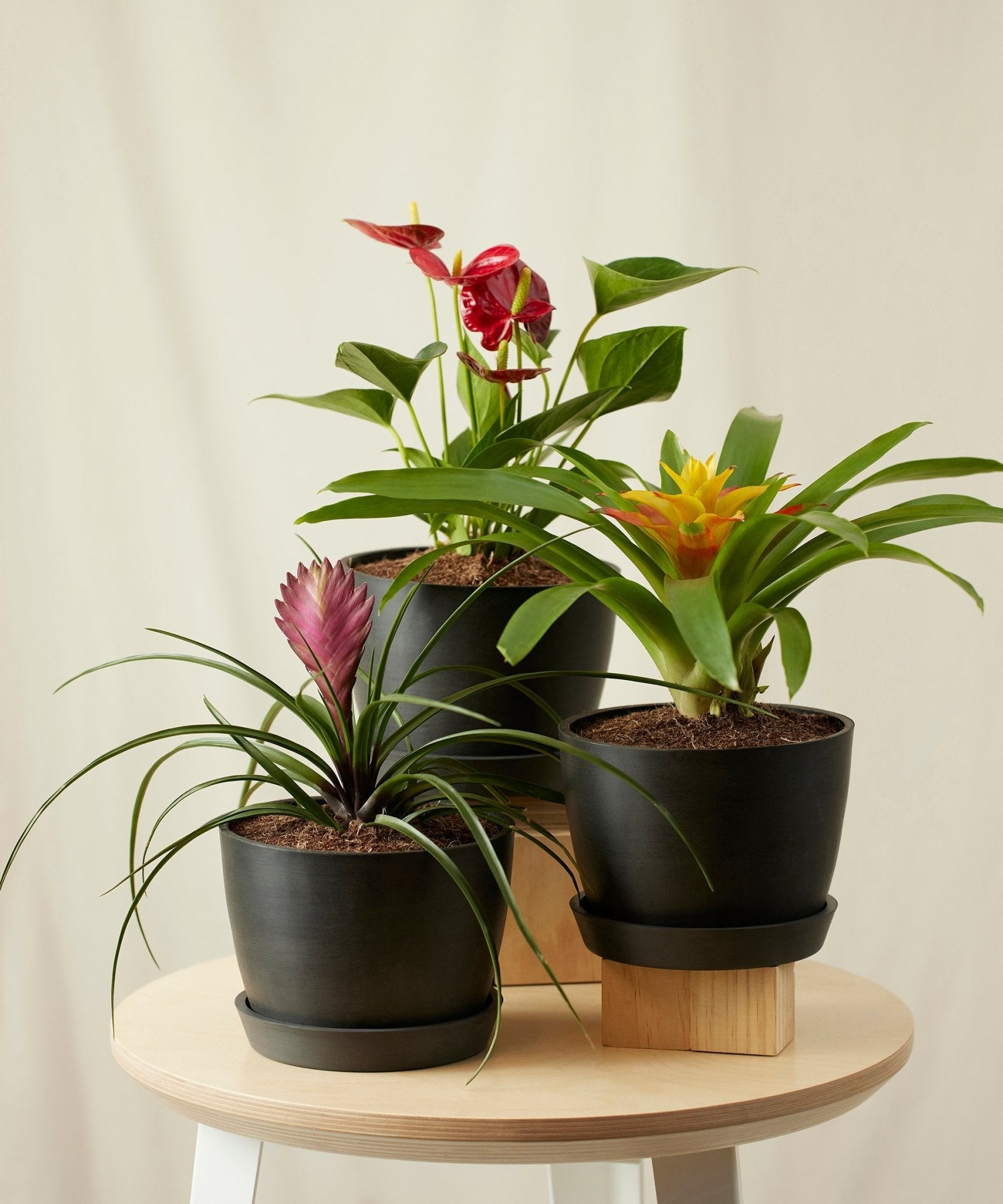 Colorful Collection - PLANT THIS