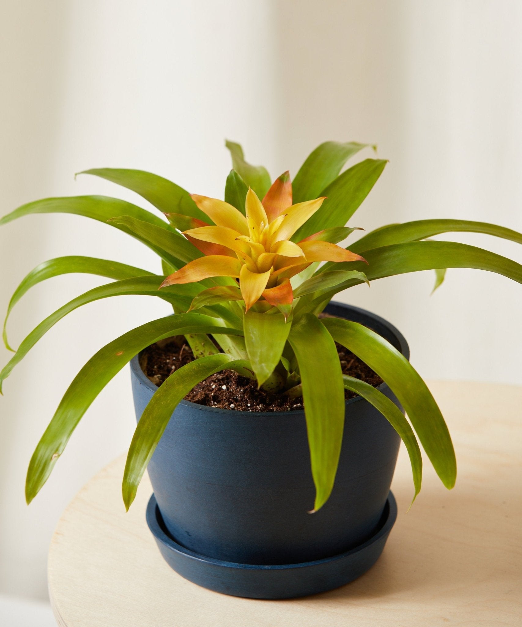 Colorful Collection - PLANT THIS