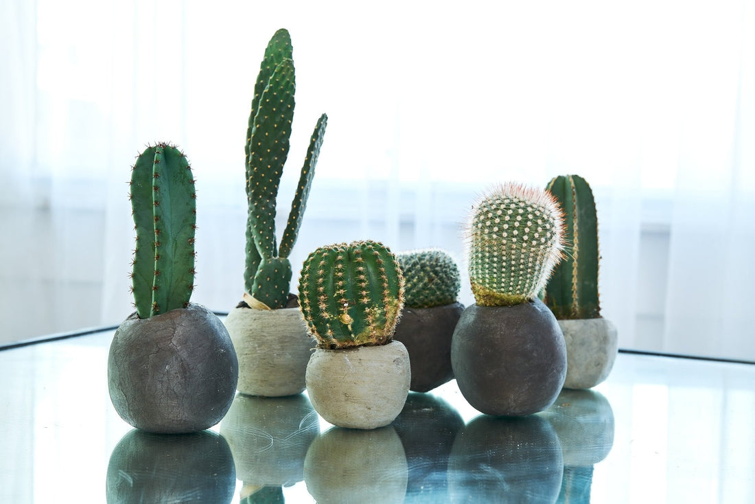 Create a Cement Rock Vessel Planter - Workshop Experience - PLANT THIS