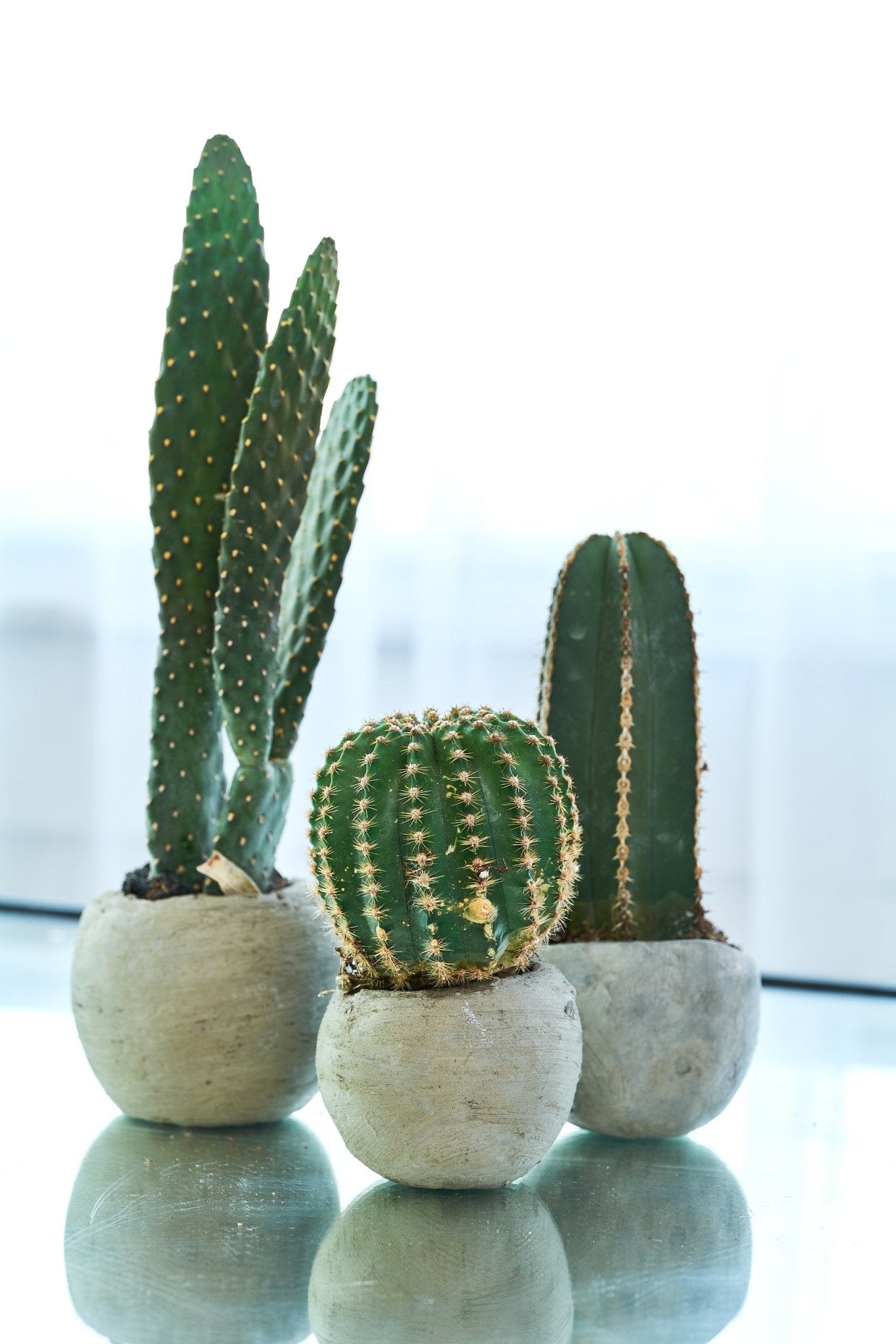 Create a Cement Rock Vessel Planter - Workshop Experience - PLANT THIS