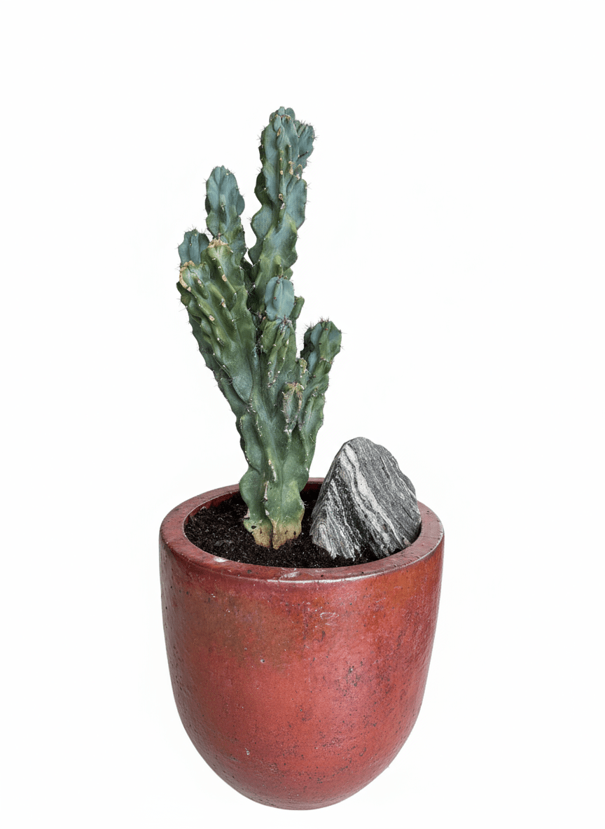 Crested Blue Myrtle Cactus - PLANT THIS