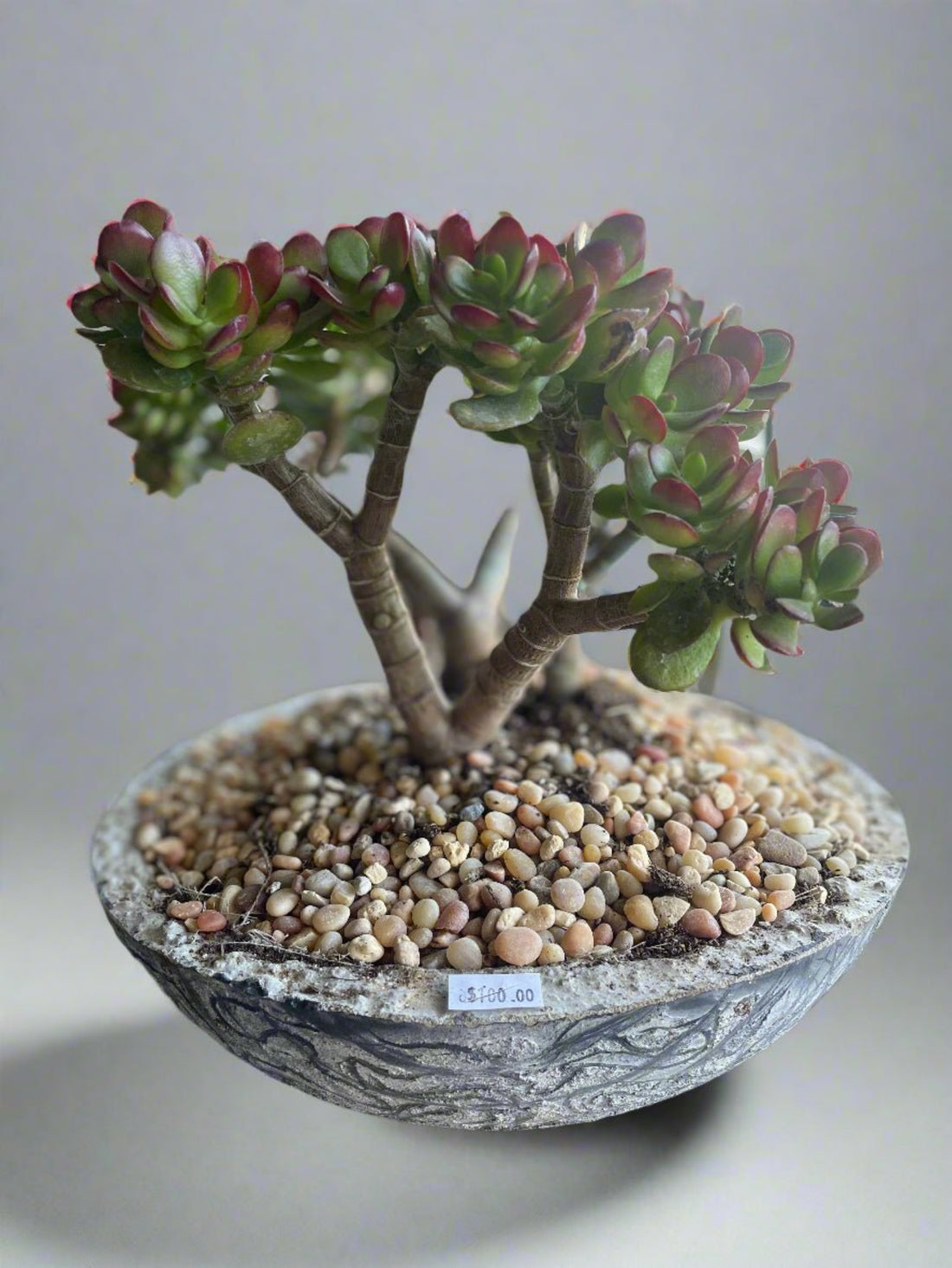 Desert Jade &