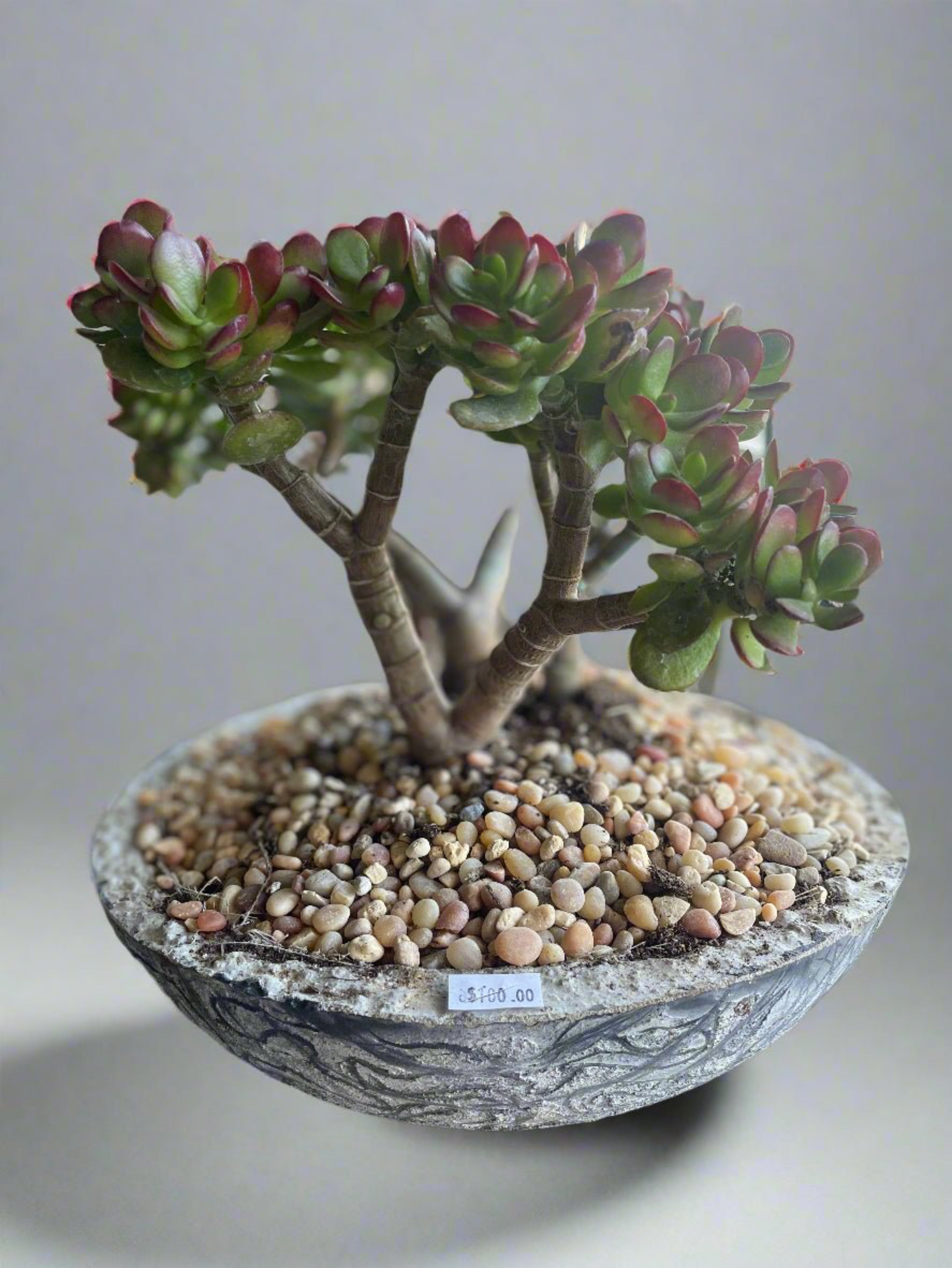 Desert Jade &