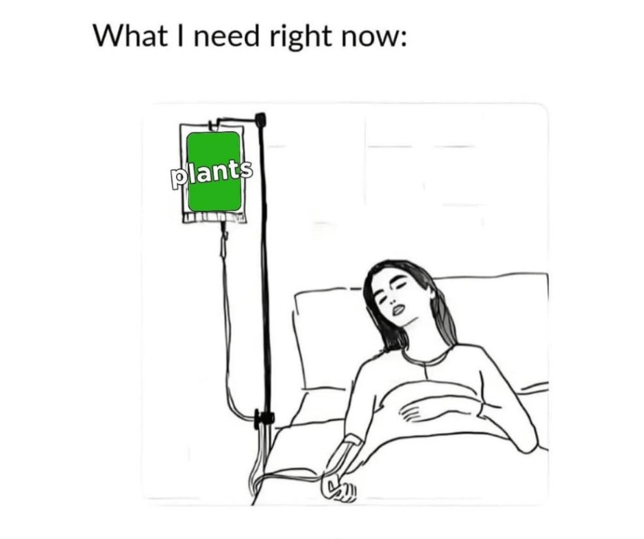 Grounded River Rock Trio for Meditation and Décor - PLANT THIS