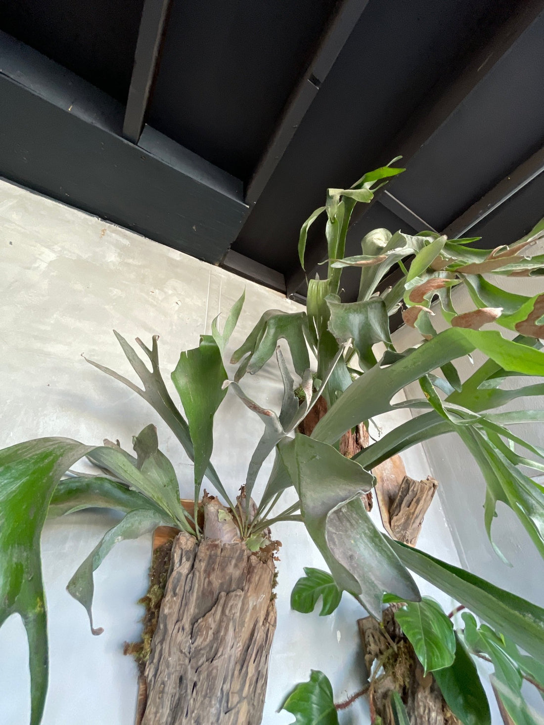 I AM ELEGANT - Staghorn Fern - Living Sculptural Elegance - PLANT THIS