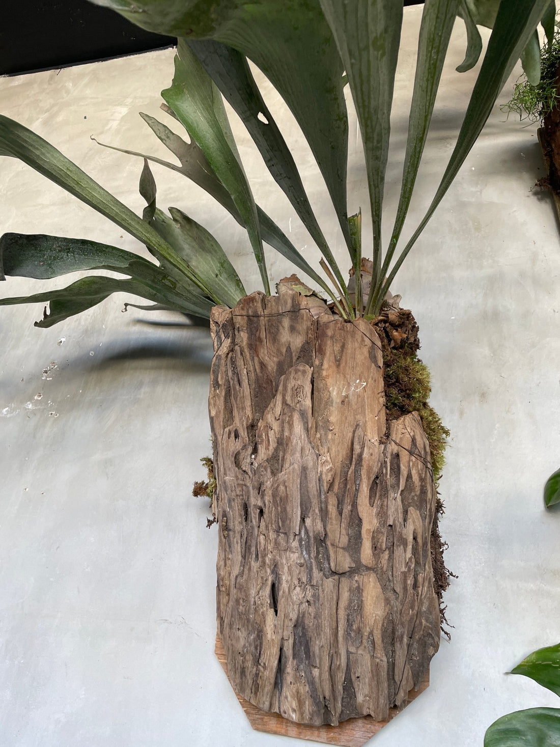 I AM ELEGANT - Staghorn Fern - Living Sculptural Elegance - PLANT THIS