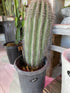 I Am Legendary – The Saguaro Cactus - PLANT THIS