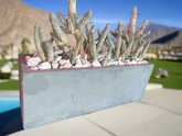 Indian Corncob Cactus in Concrete Planter - PLANT THIS