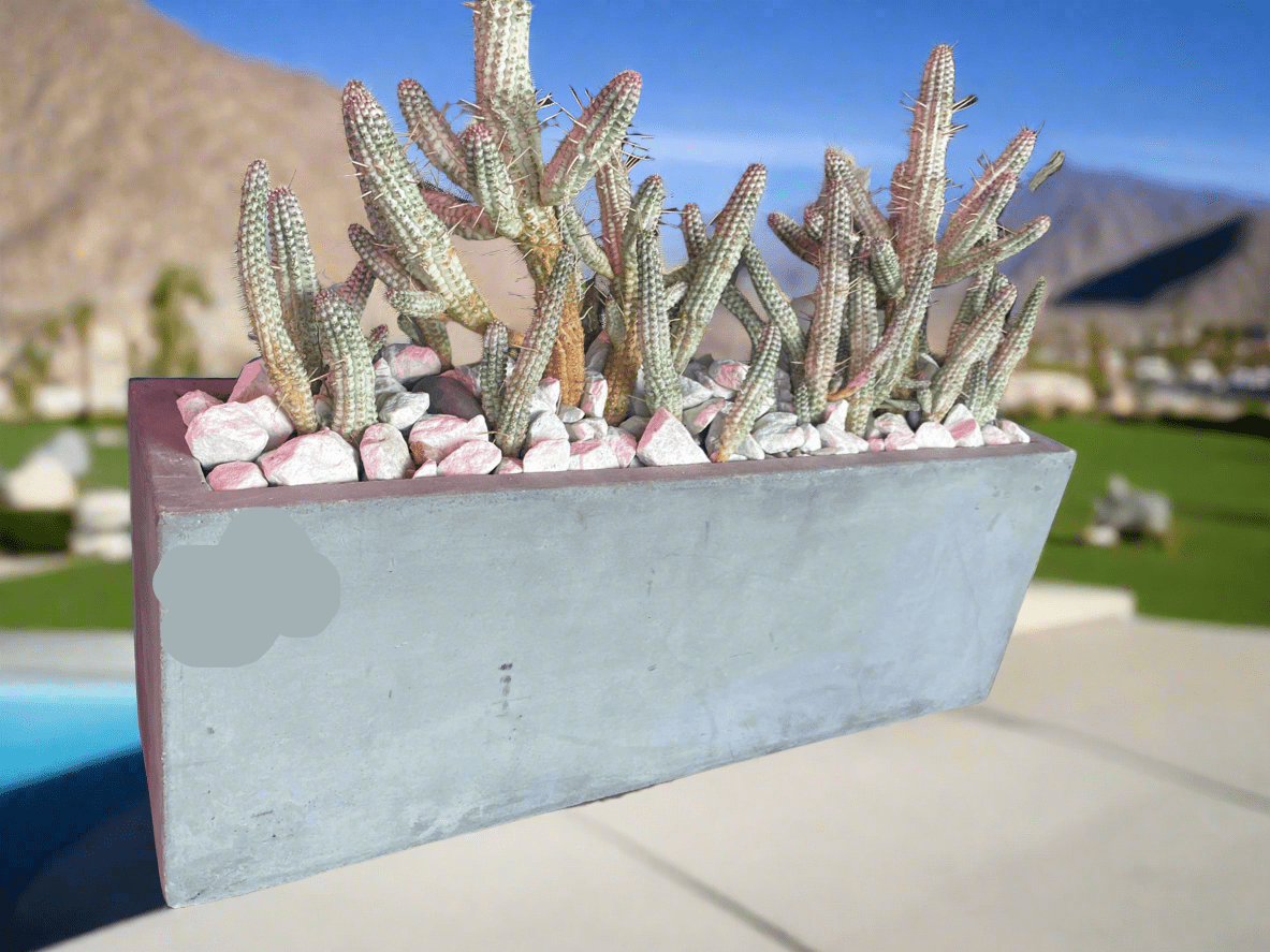 Indian Corncob Cactus in Concrete Planter - PLANT THIS