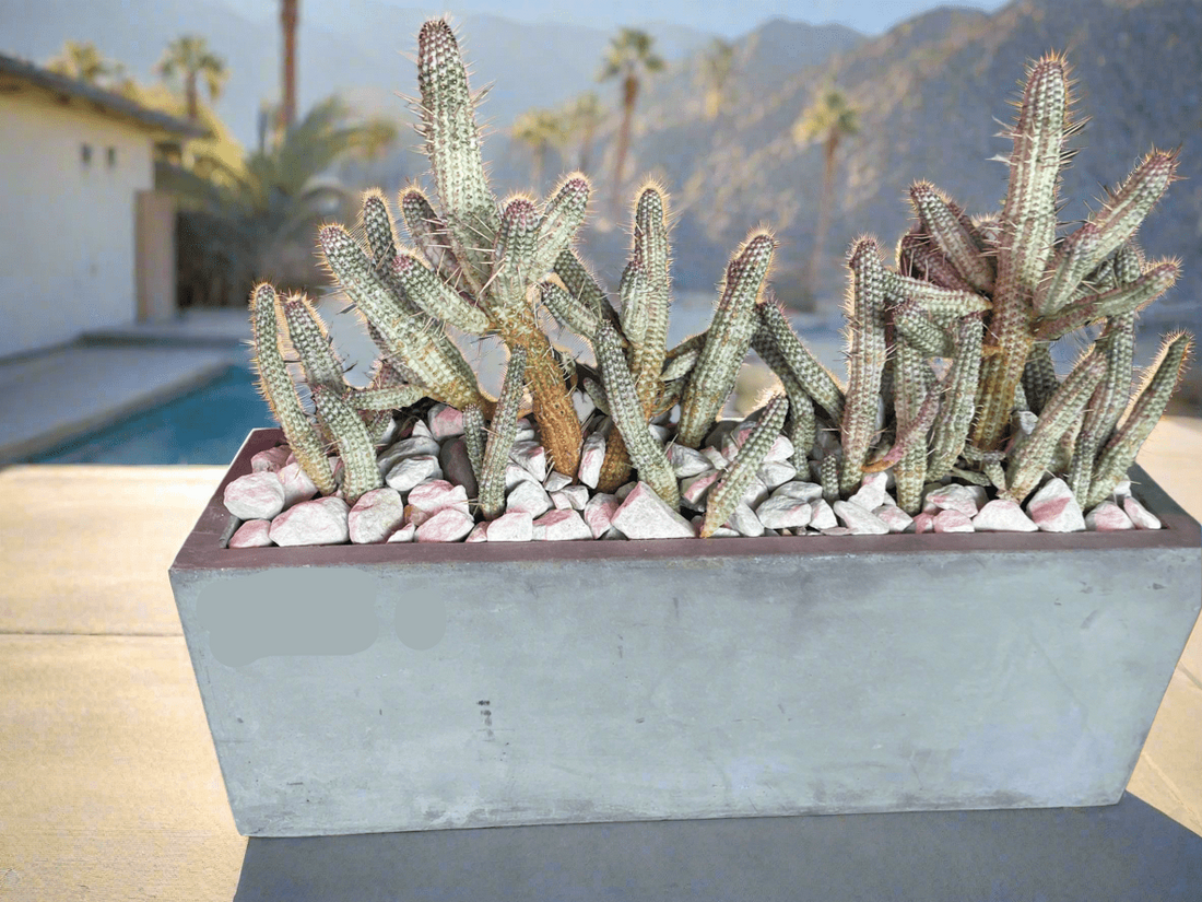 Indian Corncob Cactus in Concrete Planter - PLANT THIS