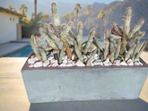 Indian Corncob Cactus in Concrete Planter - PLANT THIS
