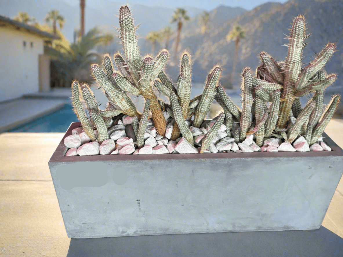 Indian Corncob Cactus in Concrete Planter - PLANT THIS