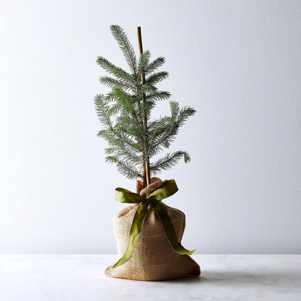 Italian Stone Pine Tree - PLANT THIS