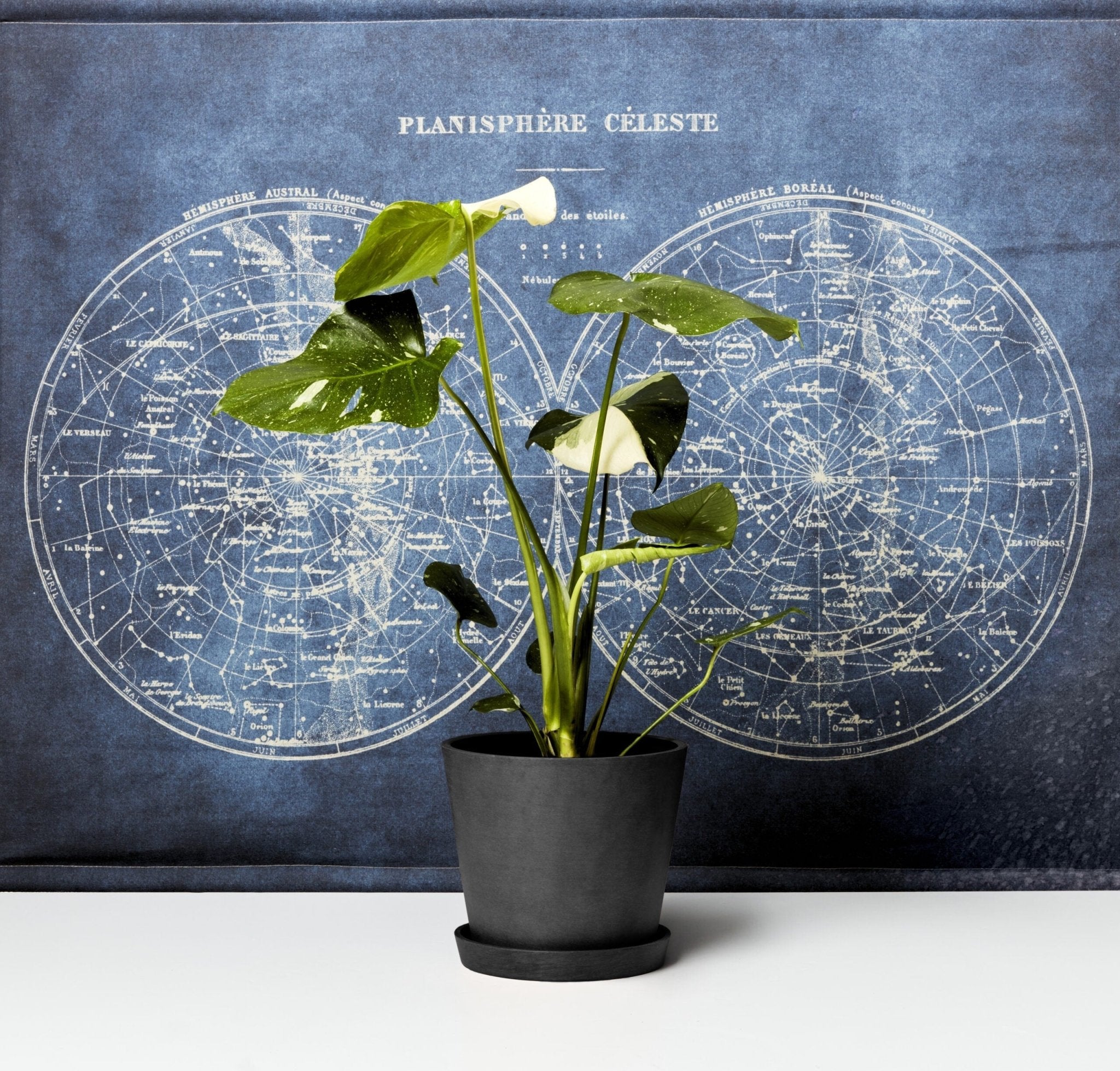 Monstera Thai Constellation - PLANT THIS