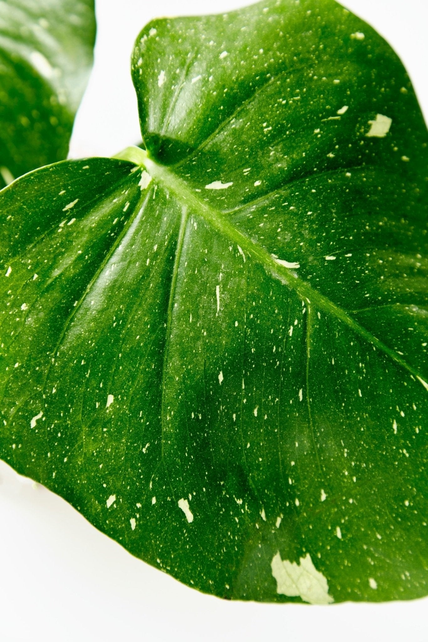 Monstera Thai Constellation - PLANT THIS