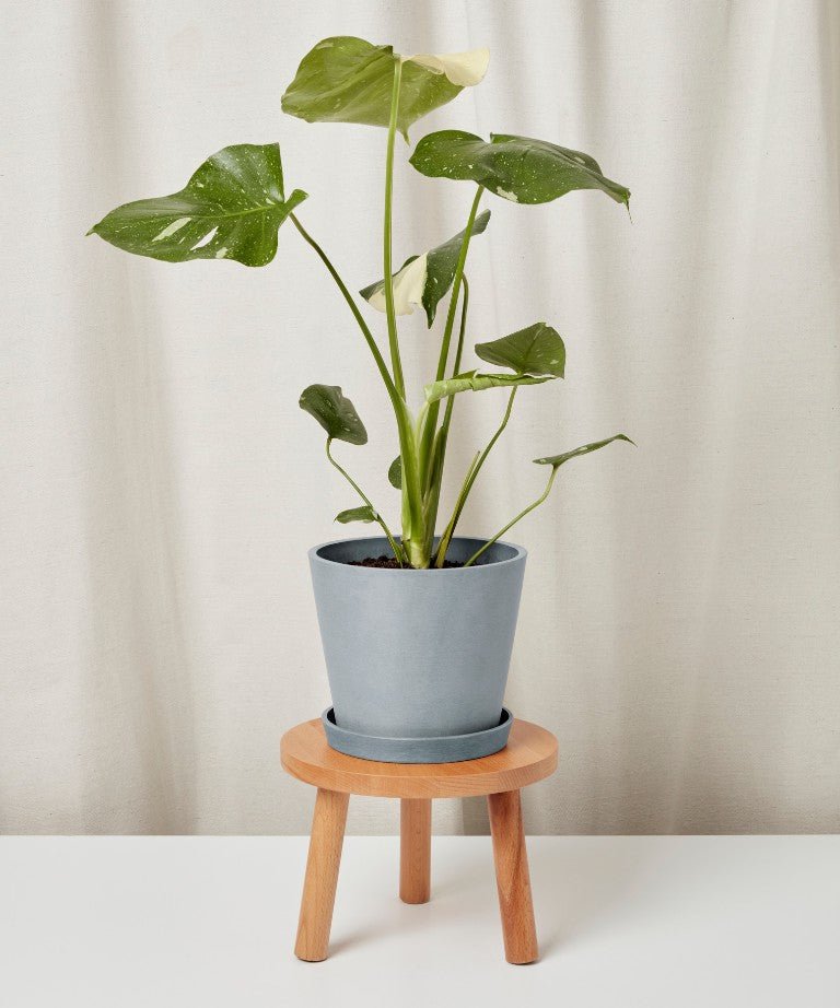 Monstera Thai Constellation - PLANT THIS