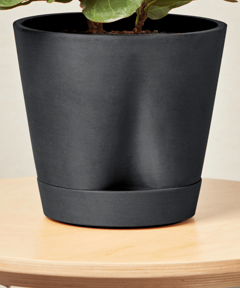 Monstera Thai Constellation - PLANT THIS