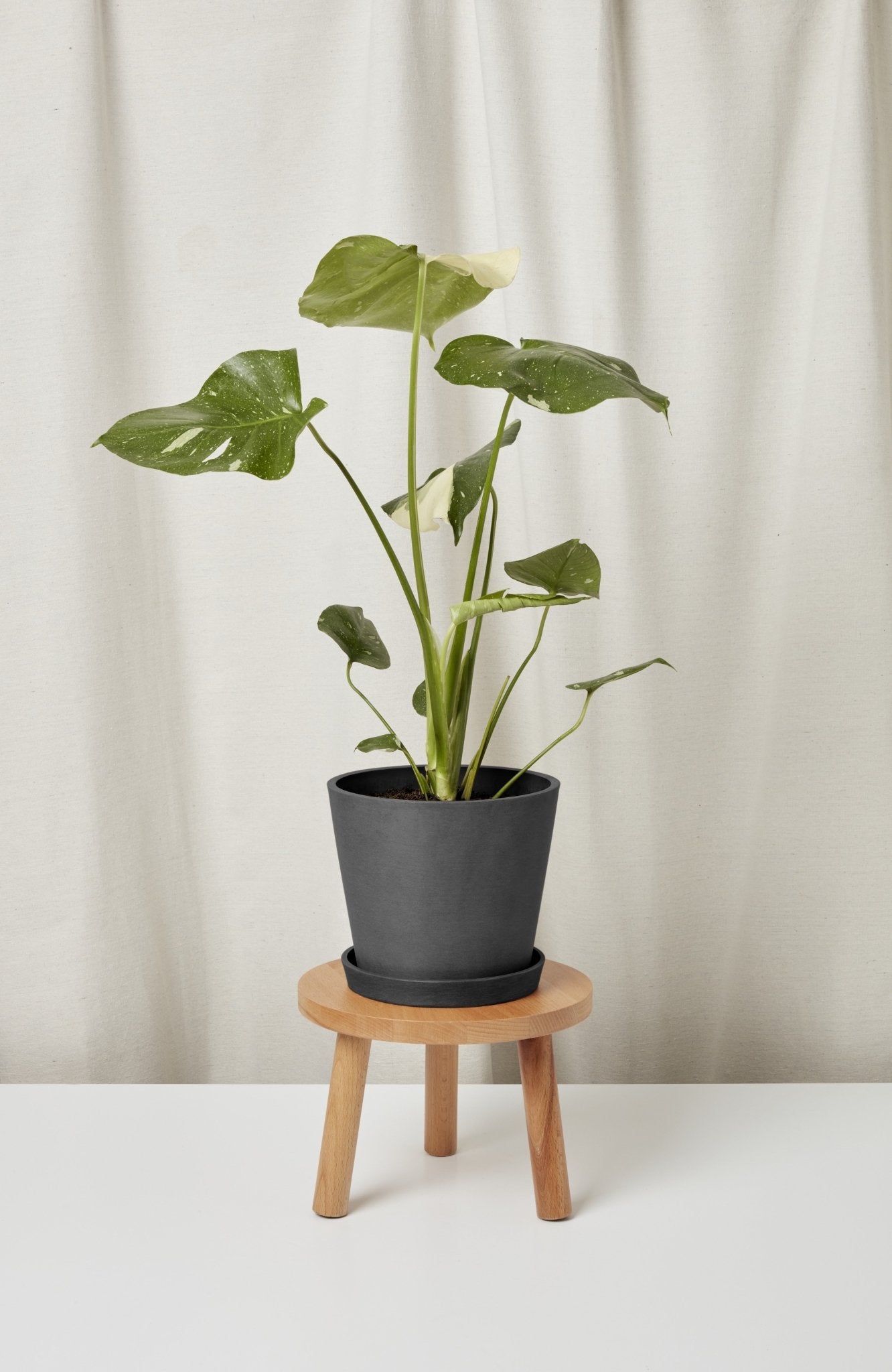 Monstera Thai Constellation - PLANT THIS