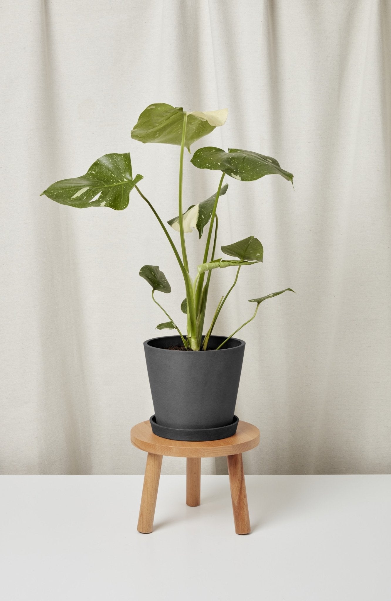 Monstera Thai Constellation - PLANT THIS