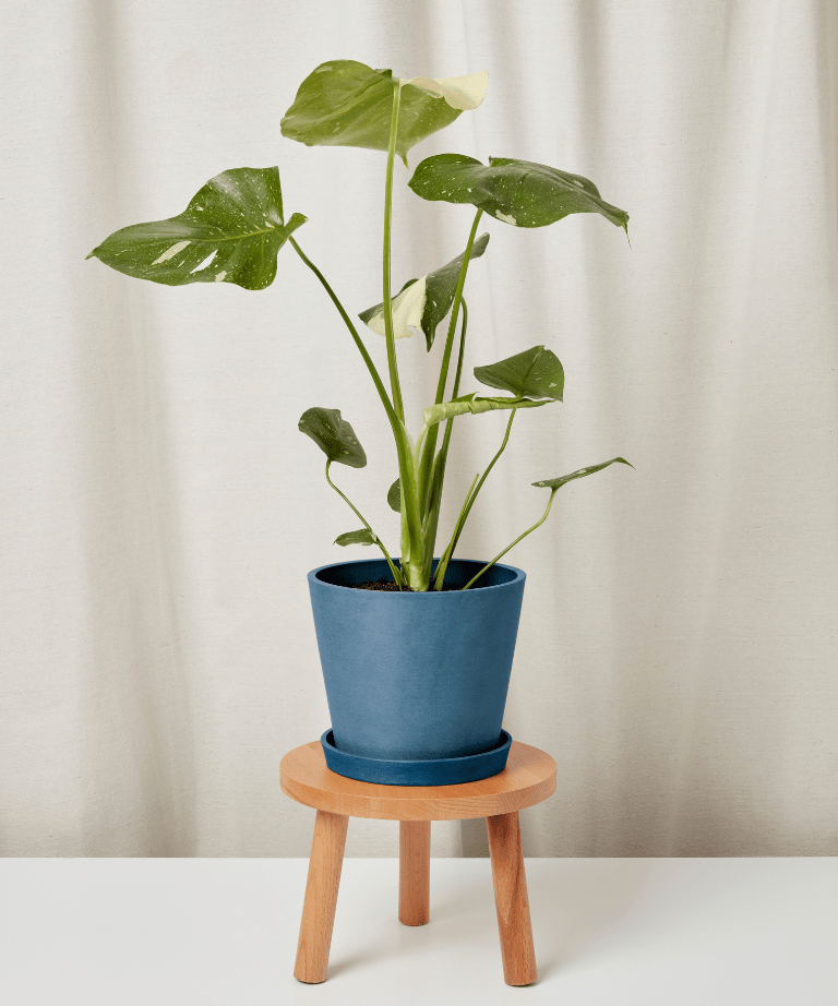 Monstera Thai Constellation - PLANT THIS