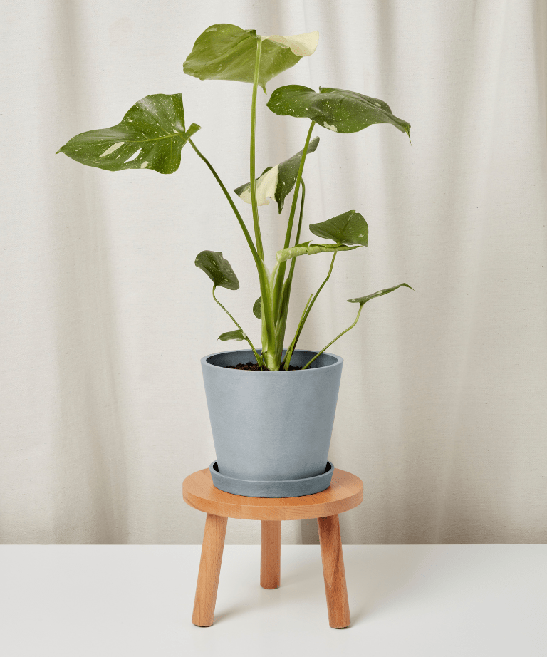 Monstera Thai Constellation - PLANT THIS