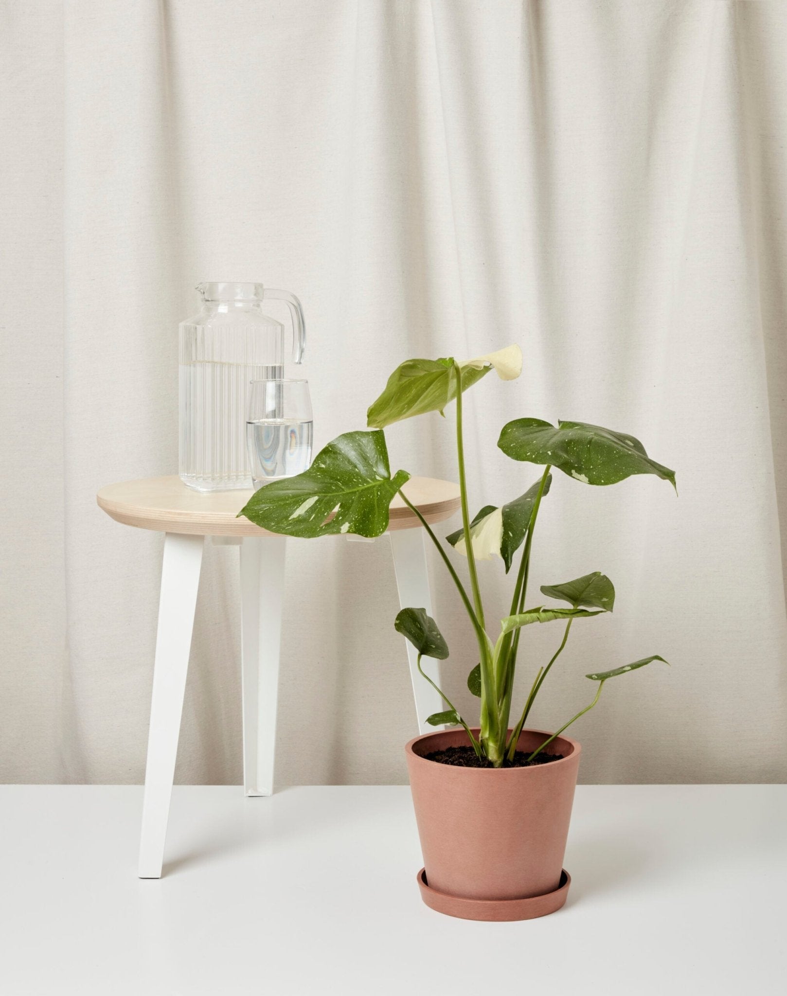 Monstera Thai Constellation - PLANT THIS